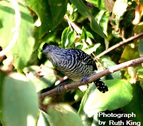 Barred Antshrike